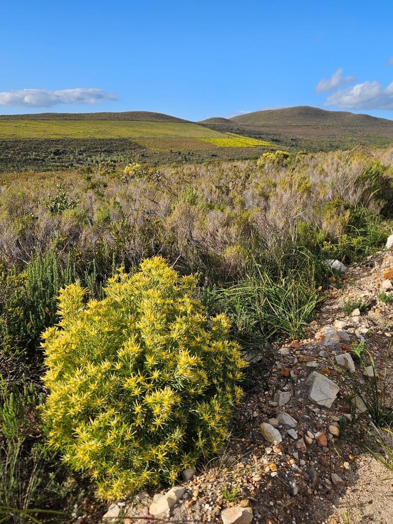 Commercial Property for Sale in Baardskeerdersbos Western Cape